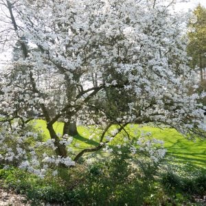 White Magnolia Tree