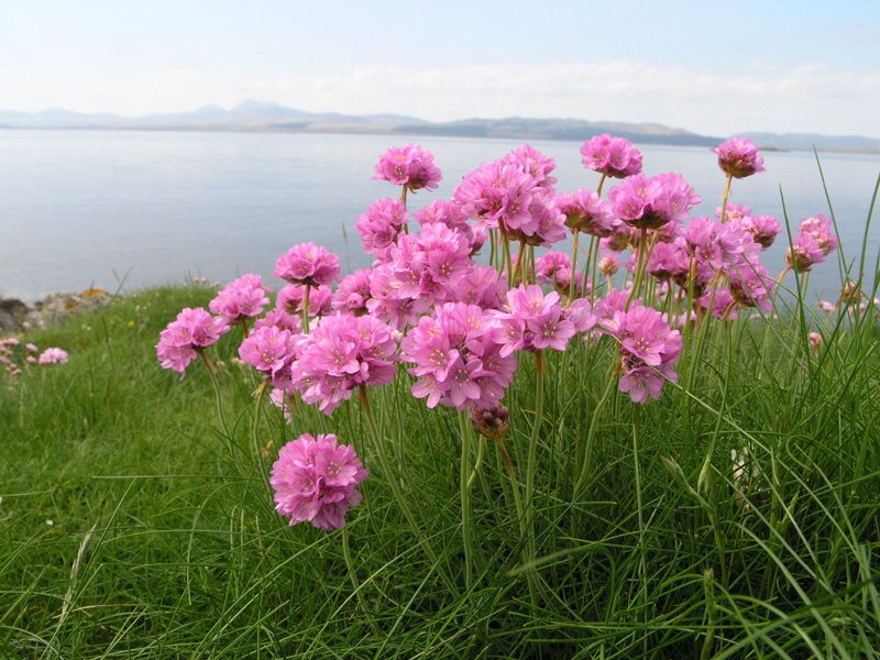 Sea pink for coastal eco gardens
