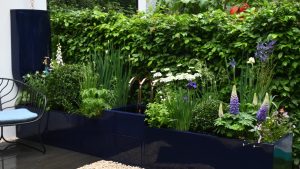 A contemporary courtyard garden with large, deep blue resin planters.